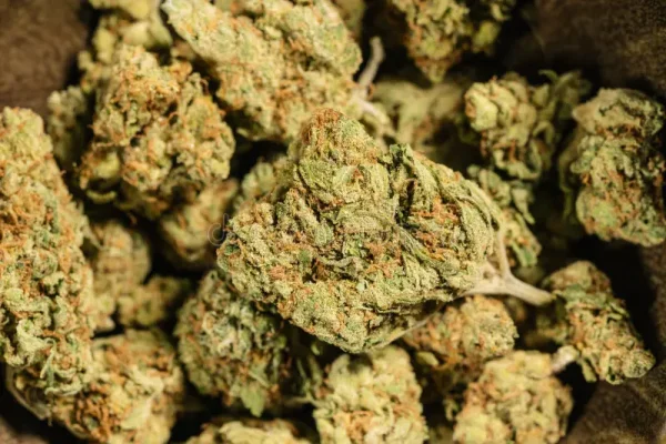cannabis-cbd-marijuana-weed-dope-buds-ideal-websites-magazines-layouts-238059535