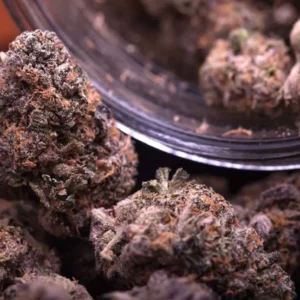 Purple Haze